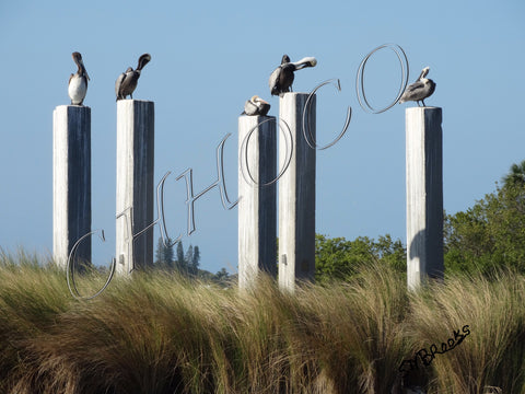 Birds at Boynton Beach FL