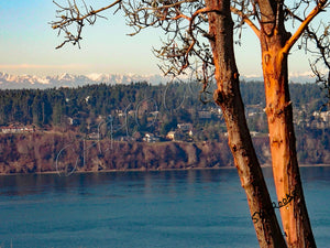 Madrona Trees overlooking the Olympic Mountain Range WA